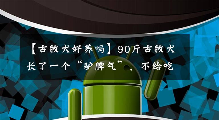 【古牧犬好養(yǎng)嗎】90斤古牧犬長了一個(gè)“驢脾氣”，不給吃飯，摔碗掀桌子