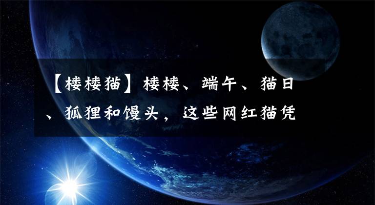 【樓樓貓】樓樓、端午、貓日、狐貍和饅頭，這些網(wǎng)紅貓憑什么能成為喵屆的“國(guó)際巨星”？