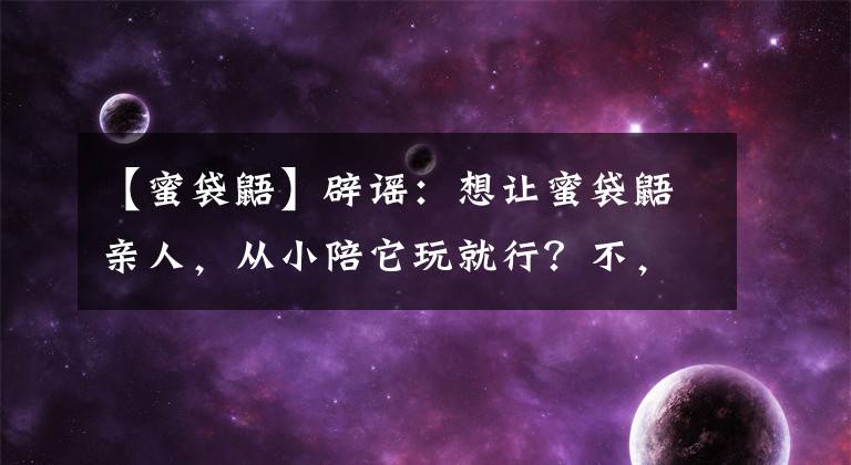 【蜜袋鼯】辟謠：想讓蜜袋鼯親人，從小陪它玩就行？不，鏟屎官可以手動喂養(yǎng)