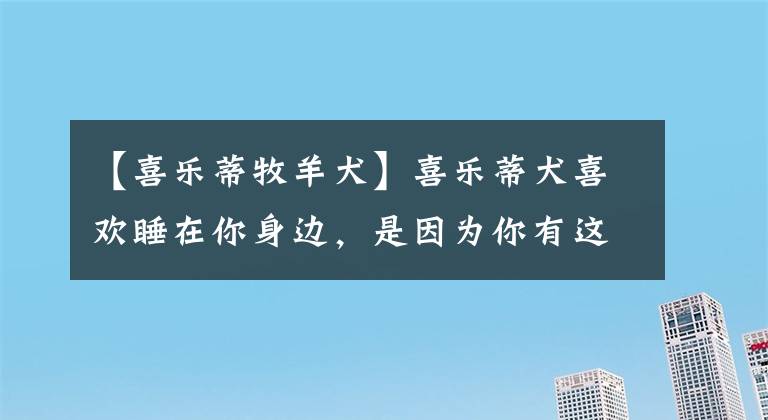 【喜樂(lè)蒂牧羊犬】喜樂(lè)蒂犬喜歡睡在你身邊，是因?yàn)槟阌羞@些特點(diǎn)