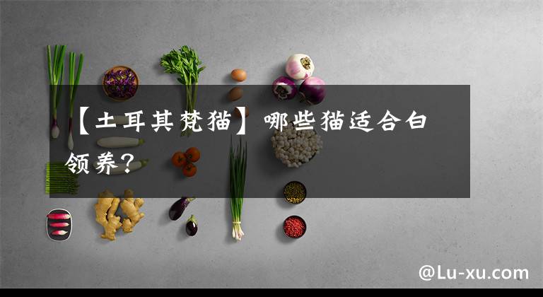 【土耳其梵貓】哪些貓適合白領(lǐng)養(yǎng)？