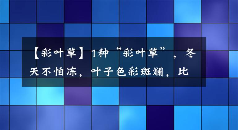 【彩葉草】1種“彩葉草”，冬天不怕凍，葉子色彩斑斕，比花還要美