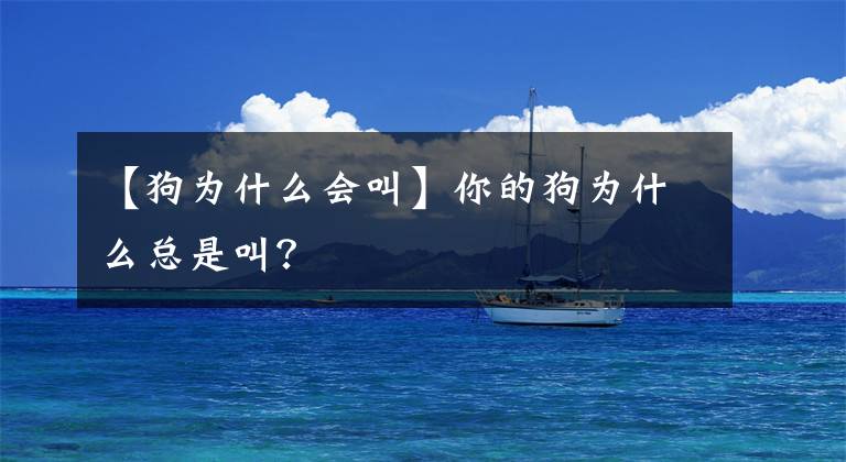 【狗為什么會(huì)叫】你的狗為什么總是叫？