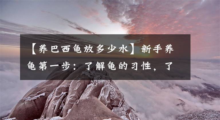 【養(yǎng)巴西龜放多少水】新手養(yǎng)龜?shù)谝徊剑毫私恺數(shù)牧?xí)性，了解龜?shù)膬r格，養(yǎng)合適自己的烏龜