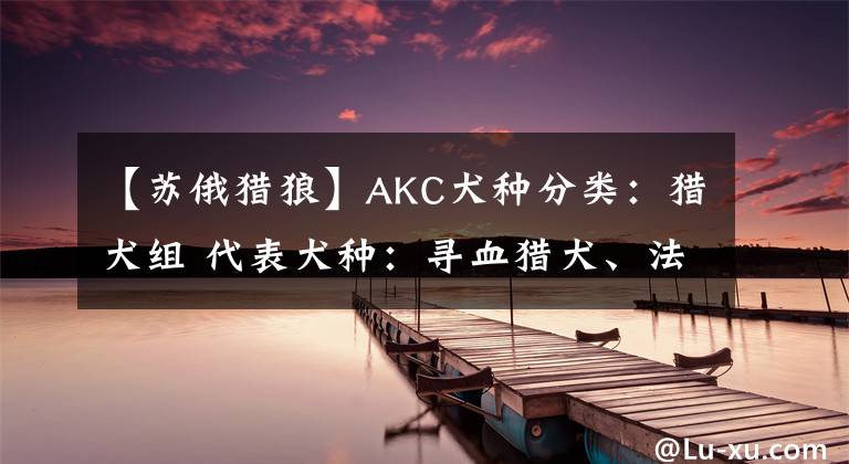 【蘇俄獵狼】AKC犬種分類：獵犬組 代表犬種：尋血獵犬、法老王獵犬