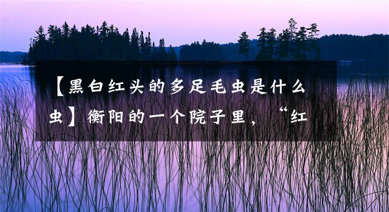 【黑白紅頭的多足毛蟲是什么蟲】衡陽的一個(gè)院子里，“紅發(fā)毛毛蟲”肆虐著小指的厚度，滿是毒針。