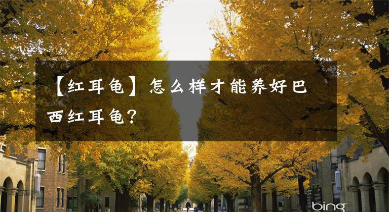 【紅耳龜】怎么樣才能養(yǎng)好巴西紅耳龜？