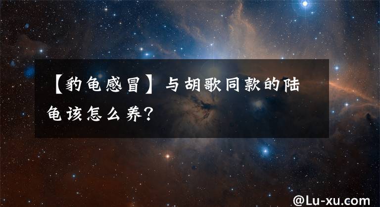 【豹龜感冒】與胡歌同款的陸龜該怎么養(yǎng)？