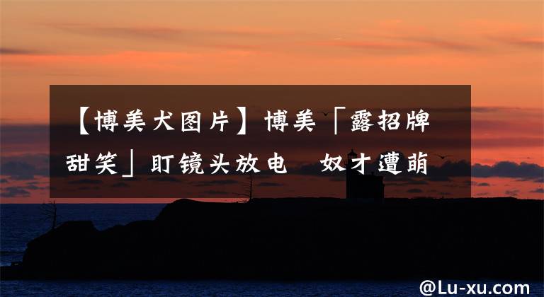 【博美犬圖片】博美「露招牌甜笑」盯鏡頭放電　奴才遭萌暈：越來越可愛