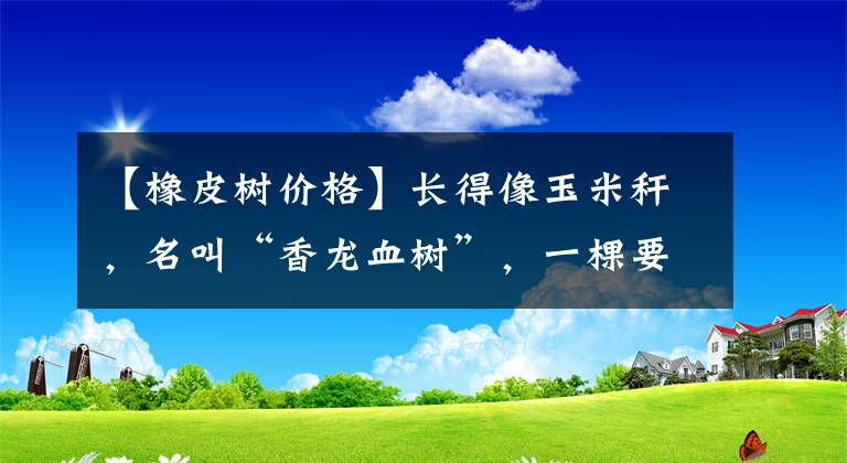 【橡皮樹價(jià)格】長(zhǎng)得像玉米稈，名叫“香龍血樹”，一棵要二百塊，白給都不要