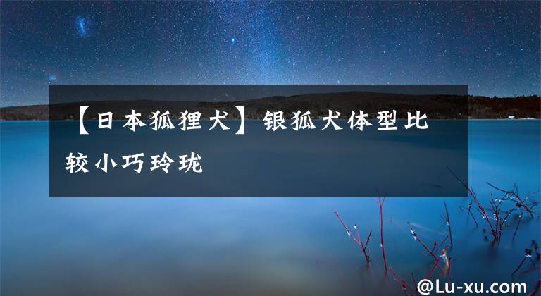 【日本狐貍?cè)裤y狐犬體型比較小巧玲瓏