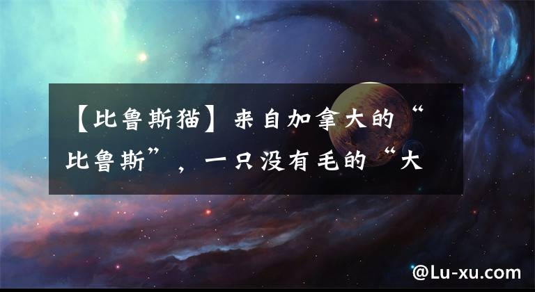 【比魯斯貓】來(lái)自加拿大的“比魯斯”，一只沒(méi)有毛的“大老鼠”