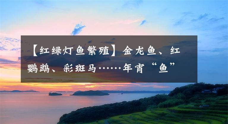 【紅綠燈魚繁殖】金龍魚、紅鸚鵡、彩斑馬……年宵“魚”火了