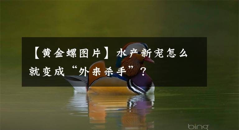 【黃金螺圖片】水產(chǎn)新寵怎么就變成“外來(lái)殺手”？