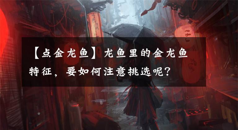 【點金龍魚】龍魚里的金龍魚特征，要如何注意挑選呢？