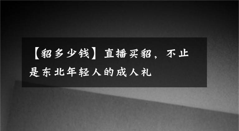 【貂多少錢】直播買貂，不止是東北年輕人的成人禮