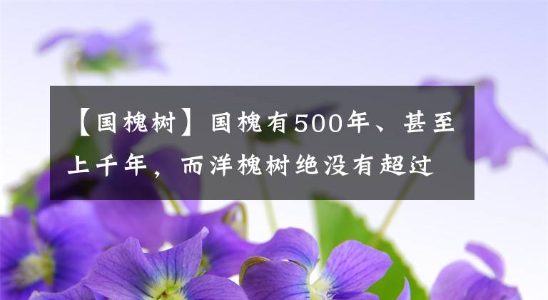 【國(guó)槐樹】國(guó)槐有500年、甚至上千年，而洋槐樹絕沒有超過150年的，為什么？