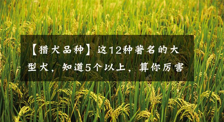 【獵犬品種】這12種著名的大型犬，知道5個以上，算你厲害