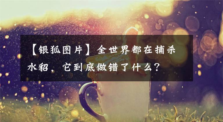 【銀狐圖片】全世界都在捕殺水貂，它到底做錯了什么？