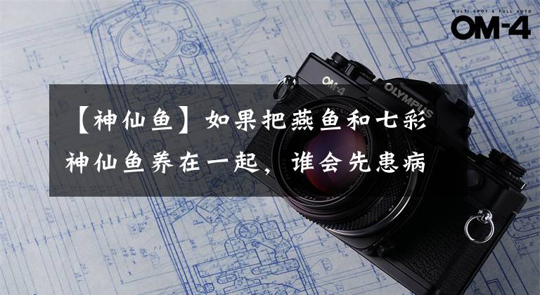 【神仙魚】如果把燕魚和七彩神仙魚養(yǎng)在一起，誰會先患病或者死亡？