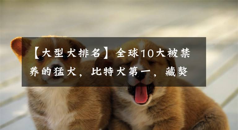 【大型犬排名】全球10大被禁養(yǎng)的猛犬，比特犬第一，藏獒第七，你知道幾個(gè)？