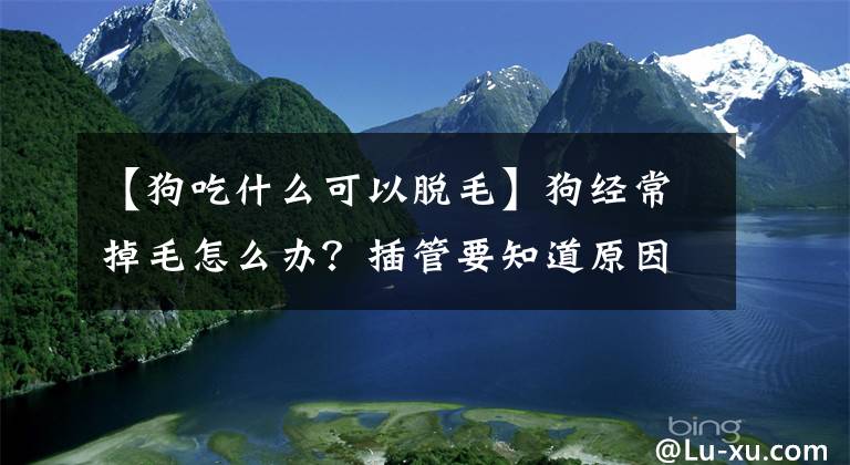 【狗吃什么可以脫毛】狗經(jīng)常掉毛怎么辦？插管要知道原因，才能開(kāi)出符合癥狀的藥