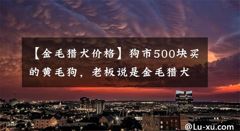 【金毛獵犬價格】狗市500塊買的黃毛狗，老板說是金毛獵犬，感覺自己好像被騙了！