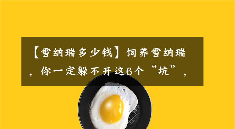 【雪納瑞多少錢】飼養(yǎng)雪納瑞，你一定躲不開這6個(gè)“坑”，忍受不了最好別養(yǎng)