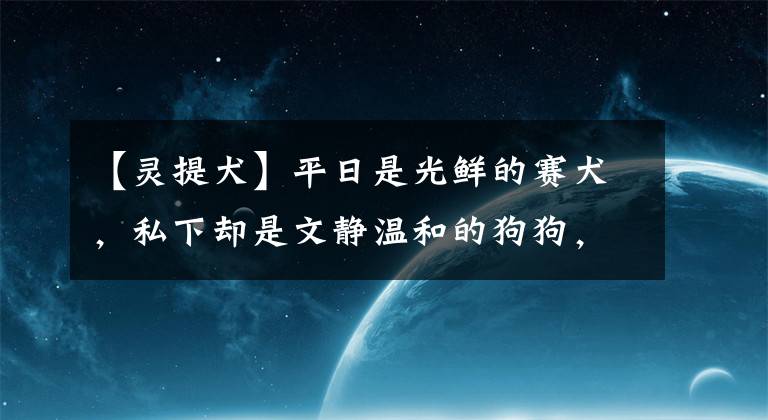 【靈提犬】平日是光鮮的賽犬，私下卻是文靜溫和的狗狗，帶你認(rèn)識靈緹犬