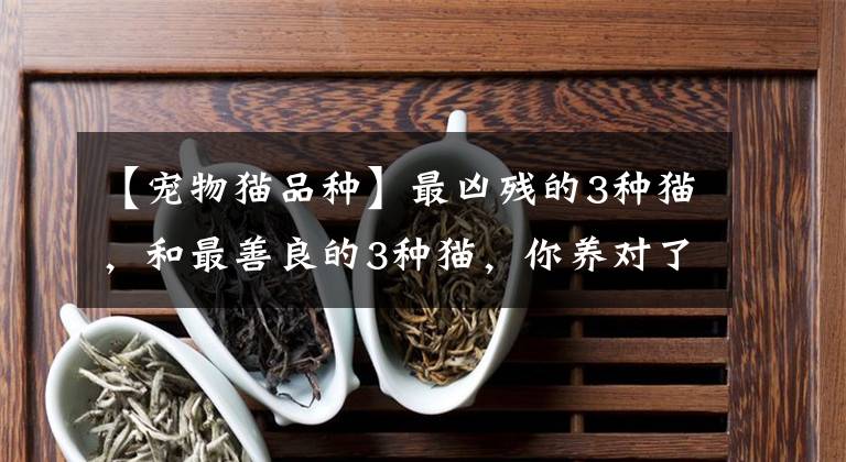 【寵物貓品種】最兇殘的3種貓，和最善良的3種貓，你養(yǎng)對(duì)了嗎？