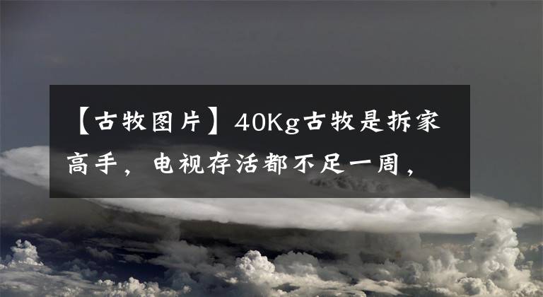 【古牧圖片】40Kg古牧是拆家高手，電視存活都不足一周，每次犯錯就會撒嬌賣萌