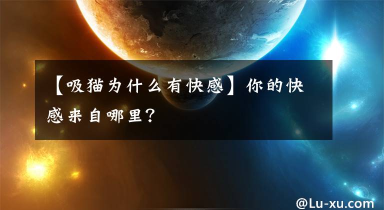 【吸貓為什么有快感】你的快感來自哪里？