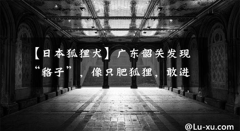 【日本狐貍?cè)繌V東韶關(guān)發(fā)現(xiàn)“貉子”，像只肥狐貍，敢進(jìn)村盜雞吃，經(jīng)常欺負(fù)狗獾