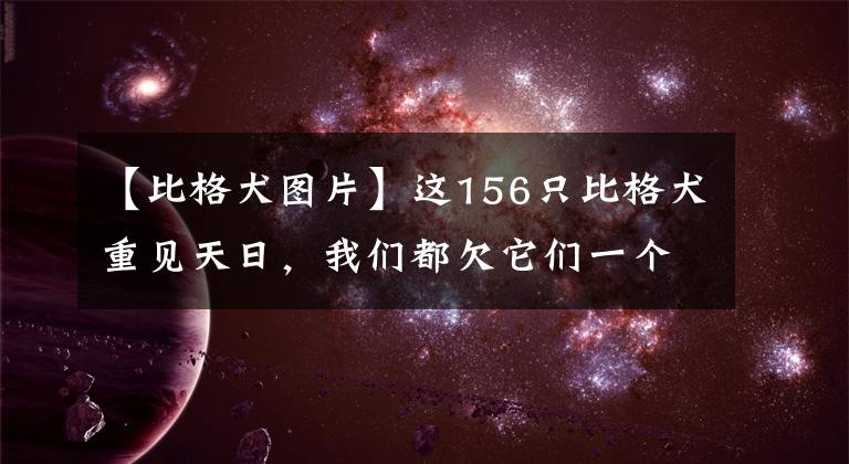 【比格犬圖片】這156只比格犬重見天日，我們都欠它們一個(gè)合理的說法