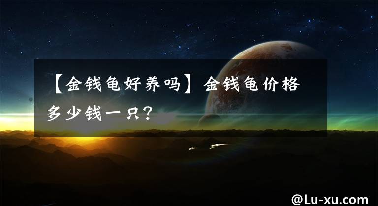 【金錢龜好養(yǎng)嗎】金錢龜價格多少錢一只？