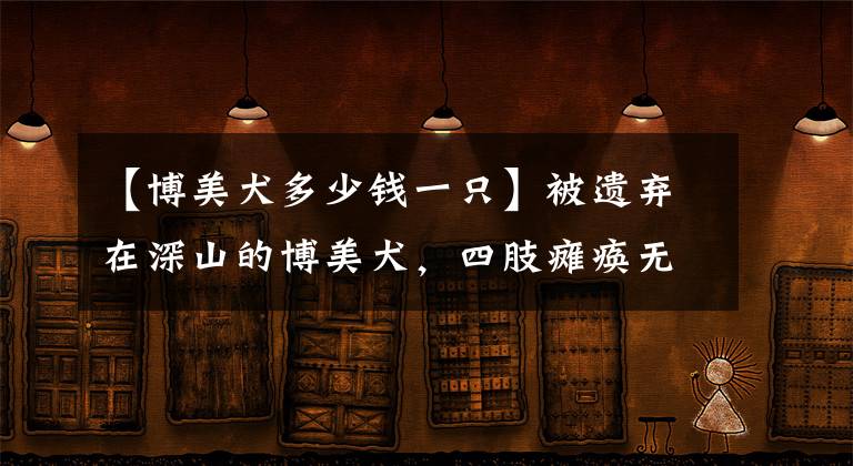 【博美犬多少錢一只】被遺棄在深山的博美犬，四肢癱瘓無法動彈，還穿著漂亮的小衣服