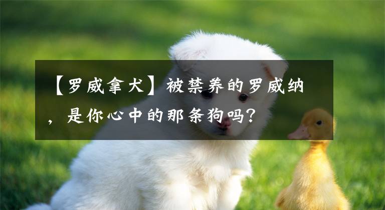 【羅威拿犬】被禁養(yǎng)的羅威納，是你心中的那條狗嗎？