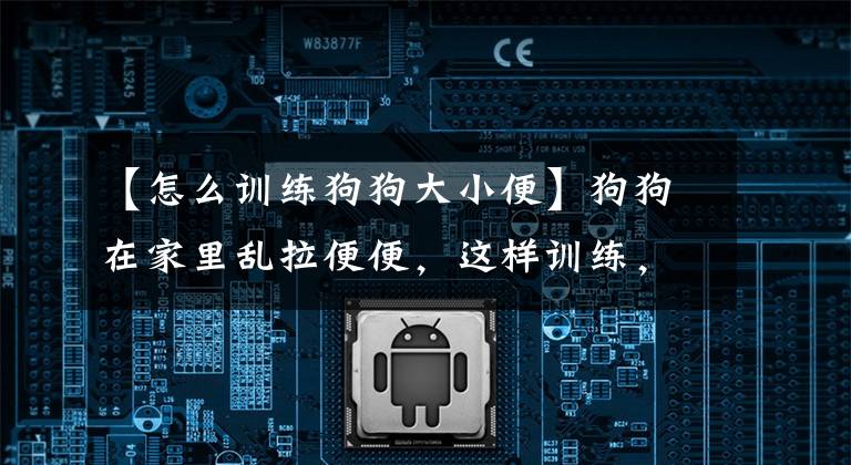 【怎么訓(xùn)練狗狗大小便】狗狗在家里亂拉便便，這樣訓(xùn)練，三天學(xué)會(huì)定點(diǎn)上廁所