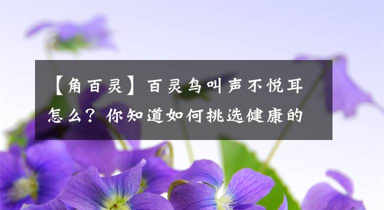 【角百靈】百靈鳥(niǎo)叫聲不悅耳怎么？你知道如何挑選健康的百靈鳥(niǎo)？