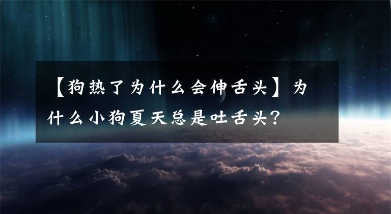 【狗熱了為什么會(huì)伸舌頭】為什么小狗夏天總是吐舌頭？