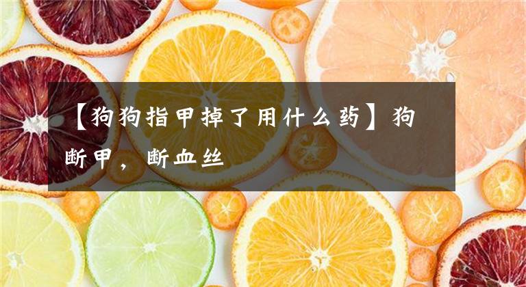 【狗狗指甲掉了用什么藥】狗斷甲，斷血絲