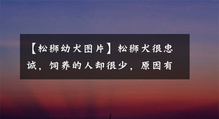 【松獅幼犬圖片】松獅犬很忠誠，飼養(yǎng)的人卻很少，原因有7個(gè)，體臭只是其中一個(gè)