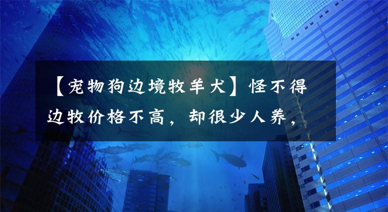 【寵物狗邊境牧羊犬】怪不得邊牧價(jià)格不高，卻很少人養(yǎng)，看了第一點(diǎn)就明白了