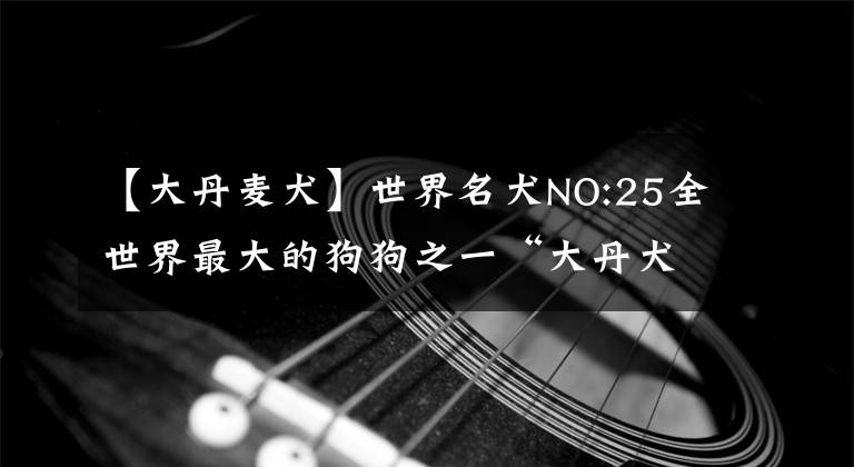 【大丹麥犬】世界名犬NO:25全世界最大的狗狗之一“大丹犬“真的是高大威猛