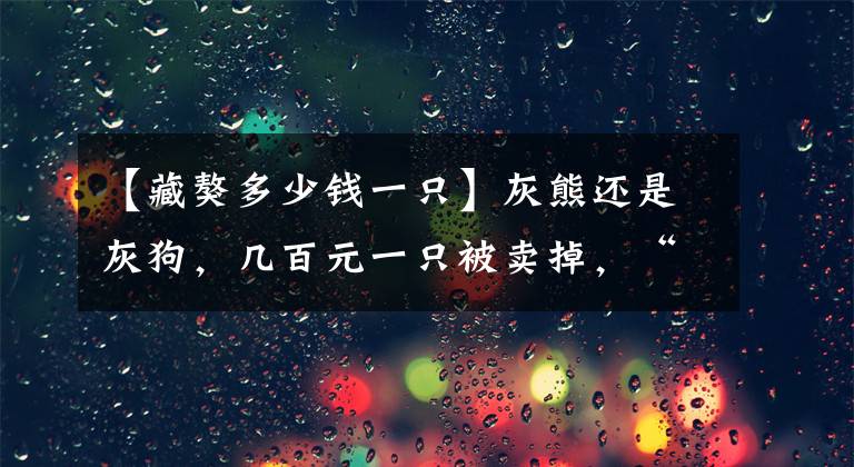 【藏獒多少錢(qián)一只】灰熊還是灰狗，幾百元一只被賣(mài)掉，“藏獒”霸氣如今何在？