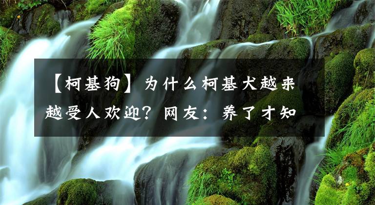 【柯基狗】為什么柯基犬越來越受人歡迎？網(wǎng)友：養(yǎng)了才知道“真香”