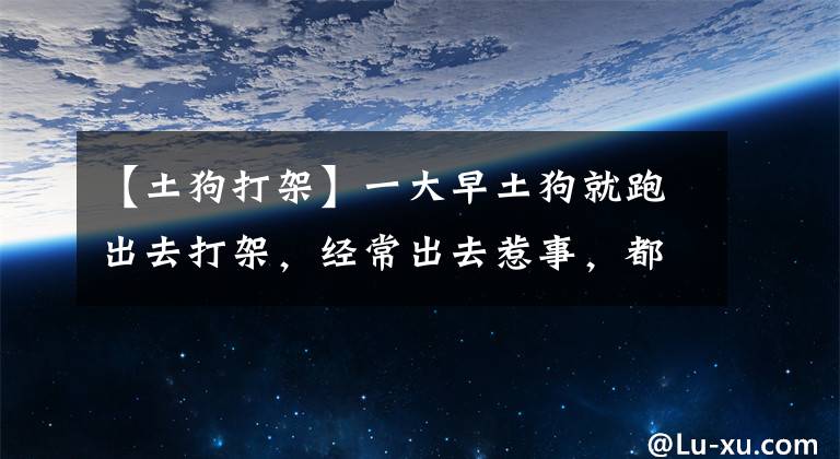 【土狗打架】一大早土狗就跑出去打架，經(jīng)常出去惹事，都已經(jīng)習(xí)慣了