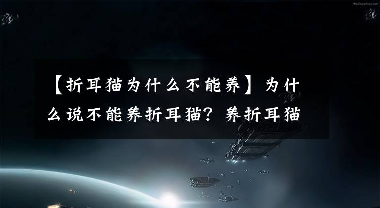 【折耳貓為什么不能養(yǎng)】為什么說不能養(yǎng)折耳貓？養(yǎng)折耳貓要付出什么樣的代價？