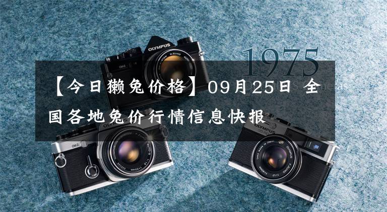 【今日獺兔價格】09月25日 全國各地兔價行情信息快報