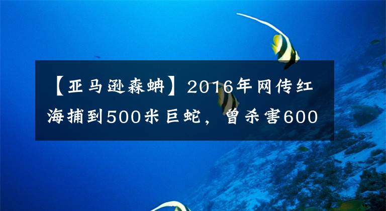 【亞馬遜森蚺】2016年網(wǎng)傳紅海捕到500米巨蛇，曾殺害600人，真有這么大的蛇嗎？